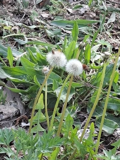 The image shows a patch of ground cover, likely outdoors. Two dandelion seed heads (puffs) are visible among green leaves, stems, and dried leaves on the ground. Other types of plant life are also present. The location is described as Zhabinka, Belarus, however, there are no identifiable landmarks or clues to pinpoint a precise location within the city. There are no people or animals visible in the frame. The scene appears still and static.