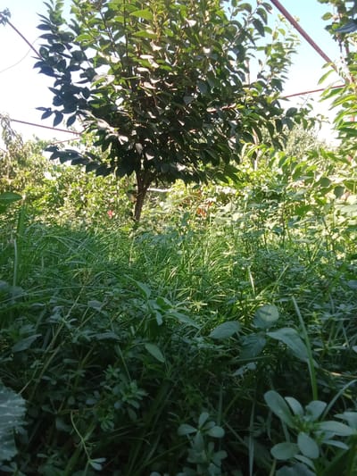 A low-angle shot captures a lush, green outdoor scene, likely a garden or park, dominated by dense vegetation. In the foreground, tall, thick green grass and various leafy plants create a dense undergrowth. A slender tree with dark green leaves and a visible trunk stands in the mid-ground, partially obscuring the background. Sunlight filters through the leaves, creating dappled shadows and highlights. The background consists of more greenery and a glimpse of a clear blue sky. The overall impression is one of abundant natural growth. The image is devoid of any human presence, animals, or specific structures that would indicate a precise location within Karagana, Uzbekistan. The scene is static and tranquil.