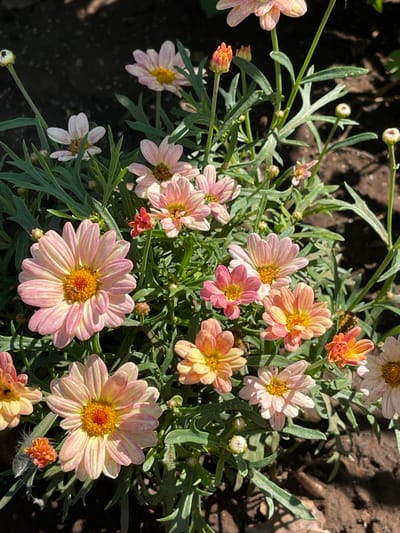 The image shows a close-up of a cluster of daisy-like flowers in bloom. The flowers have delicate petals ranging in color from pale pink to peachy orange, with yellow centers. Some of the flowers are fully open, while others are in bud. The foliage is a vibrant green, with feathery leaves. The background is a dark, earthy brown, suggesting soil or mulch. The lighting indicates a sunny day, with dappled shadows on the ground. The scene is set outdoors in a garden or natural setting. There are no people or animals visible in the image. This image was taken in the city of Tataraskaya Kargala, Russia.