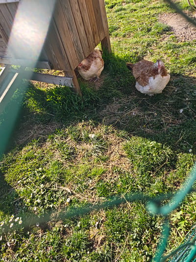 The image depicts two chickens in a grassy area, likely in Foameix-Ornel, France. One chicken is positioned near the corner of a wooden structure, possibly a coop. The second chicken stands further away in the grass. The ground is covered in grass with some bare patches and small white flowers. A green wire fence is visible in the foreground, slightly obscuring the view. The lighting suggests it is daytime. There are no people visible.