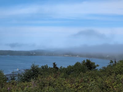 The image shows a wide shot of a coastal landscape with water, trees, and a hazy sky. In the foreground, there is a dense collection of green foliage, some of which has hints of purple flowers. The middle ground features a body of blue water with several circular structures, likely fish farms, and a few yellow buoys. The background consists of a tree-covered coastline with some buildings visible, obscured by a light fog that extends into the distance. The sky is a pale blue with thin, wispy white clouds. The scene suggests a natural environment possibly in a rural or coastal area.