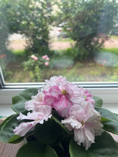 A close-up shot features a flowering African violet positioned on a windowsill. The plant has large, deep green leaves and several ruffled blossoms with delicate shades of pink and white. The flowers are the main subject, and their intricate petals are clearly visible.
Through the window, a blurred outdoor scene is visible, hinting at lush greenery and possibly other flowers, with some bokeh effects from the sunlight filtering through. The foliage outside appears dense, suggesting a natural or garden setting. The lighting suggests it's daytime, likely with diffused light, perhaps indicating an overcast or cloudy day, or that the sun is not directly hitting the window. The scene is tranquil and domestic, with the plant bringing a touch of natural beauty indoors. There is no visible text in the image. The location context is Shcheglovo, Russia.