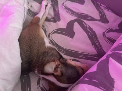 In the city of Tokaryovo, Russia, a small dog is sleeping comfortably tucked into a bed with pink and grey heart-patterned sheets and white pillows. The dog is predominantly brown and white with pointed ears, and its paws are visible as it rests. The lighting in the scene has a pinkish hue, casting a soft glow over the dog and its surroundings.