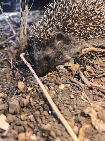 A close-up, low-angle shot captures a hedgehog in its natural environment. The hedgehog's quills are visible, along with its head and a portion of its back. It appears to be foraging or resting on the ground, which is composed of soil, small rocks, and dry plant debris. A thin, light-colored stick lies diagonally across the foreground, partially obscuring the hedgehog. The background is dark and out of focus, with hints of vegetation. The scene is likely an outdoor natural setting, possibly a garden or a wooded area, within or near Yangel'skii, Russia, given the context. No humans or human activities are depicted.
