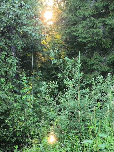 This media file depicts a dense, sun-dappled forest scene in Гудок Снт, Russia. The setting is a natural environment with a variety of trees and vegetation. In the foreground, a young evergreen sapling stands tall amidst lush green grass and other smaller plants. Behind it, a larger deciduous tree with broad leaves is visible on the left, with its branches reaching towards the sun. The background is filled with mature evergreen trees, likely spruce or fir, their dense needles creating a dark, shaded canopy.
The time of day appears to be late afternoon or early evening, as the sun is low in the sky, casting warm, golden rays that penetrate through the trees. The sunlight creates bright highlights and dappled shadows, suggesting a clear or partly cloudy day. There are no people or man-made objects prominently featured in the scene, emphasizing the natural and serene atmosphere. A small stream or body of water may be present in the lower central part of the image, reflecting the sunlight. The overall mood conveyed is one of tranquility and the quiet beauty of nature. No visible text is present in the image.