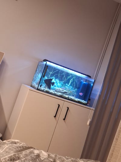 The image shows an aquarium mounted on a wall next to a cabinet. The aquarium contains water, aquatic plants, rocks, and at least two fish: one red and one black. The cabinet is white with black handles. The wall is painted a light color. Above the aquarium and cabinet, there are horizontal, slatted structures. Part of a patterned fabric or curtain is visible on the right. The location is unknown.