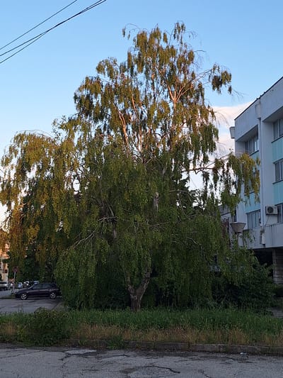This image depicts an outdoor, urban scene in the city of Ezerovo, Bulgaria, under a clear, bright blue sky with a faint wisp of cloud visible in the upper right. A large, mature tree, likely a weeping birch, dominates the central and left portions of the frame. Its dense, light green, drooping foliage and lighter-colored branches are illuminated by warm, possibly late afternoon or early evening sunlight, giving parts of the canopy a golden hue. Some upper branches appear barer, allowing the sky to show through.
In the upper left, two dark, thin utility lines traverse the sky diagonally. To the right, a multi-story building with a light-colored (white or light grey) facade is visible, featuring multiple rectangular windows, some accented with light blue paneling directly below them. An air conditioning unit is mounted on an exterior wall or balcony on the building's right side. Further left in the background, another building and additional parked vehicles are partially obscured.
The immediate foreground consists of dark grey asphalt pavement, which is cracked in several places, indicating wear. A concrete curb delineates the edge of the pavement from a strip of unkempt vegetation, comprising green and dry grasses and various weeds, which runs along the base of the large tree and other surrounding bushes. A dark-colored (possibly maroon or black) station wagon or hatchback is parked partially hidden by the tree and bushes on the left side, behind the grassy strip. A red circular sign with a white border is partially visible near this parked car on the far left. A grey, downward-facing street lamp is positioned in the mid-ground on the right, partially obscured by the tree's foliage and in front of the building. No people or overt actions are visible in the static scene.