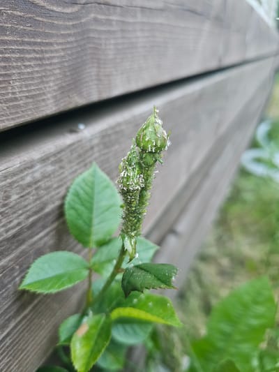 A close-up, eye-level shot captures a green rosebud heavily infested with small, white insects, likely aphids, clinging to its surface. The bud is part of a plant with several green leaves, some of which are also showing signs of infestation. The background consists of a weathered wooden fence, running diagonally across the frame, and blurred green foliage. The lighting suggests an outdoor setting, possibly during daylight hours. The scene appears to be located in a garden or outdoor area in Mäntsälä, Finland, judging by the typical appearance of outdoor fencing and vegetation common in the region. There are no people or explicit actions depicted. The image focuses on the biological detail of the insect infestation on the plant.