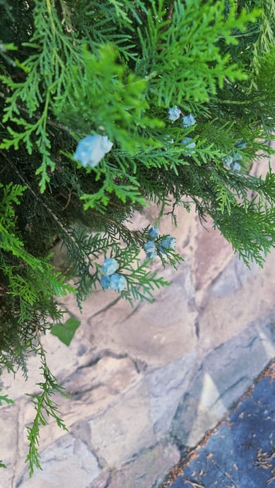 The image shows a close-up view of a juniper bush with small, blue, cone-like berries. The bush is in focus, with its green, needle-like foliage filling the upper portion of the frame. The background is blurred and appears to be a stone pathway or wall, suggesting an outdoor setting. The lighting is natural, casting soft shadows. The overall scene is serene and highlights the natural beauty of the plant and its berries. There are no people or animals visible in the image. The location of Castellfollit de la Roca, Spain, is not discernible from the visual information provided in the image.