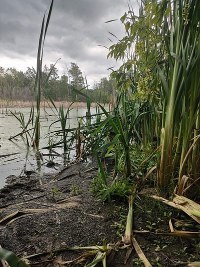 This is a photograph taken at a swampy area near Yuzhnyy, Russia. The foreground is dominated by muddy ground with scattered reeds and fallen vegetation. A body of murky water covered with a green film is visible to the left, with tall reeds growing out of it. In the background, a dense forest of trees with some bare branches can be seen under a cloudy sky. The overall atmosphere is damp and overgrown, typical of a wetland environment. There are no people or animals visible in the image.