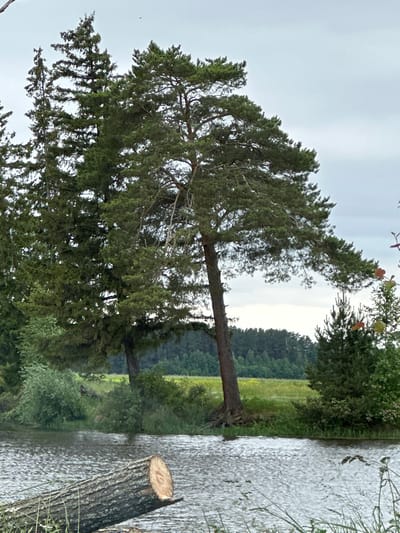 This is a medium-angle, eye-level, full shot of a lakeside scene in Shul'dikha, Russia. The image is overcast, with a pale, cloudy sky. In the foreground, a large, rough-barked log lies horizontally in the water, its cut end visible and showing a circular grain pattern. The water is dark and choppy, with ripples reflecting the sky. On the left bank of the lake, a cluster of tall, dark green evergreen trees stand close together, their branches dense and reaching upwards. To the right of these, a large pine tree with lighter green needles and a spreading canopy dominates the mid-ground. Its trunk is thick and gnarled, with exposed roots gripping the earth. Beyond the trees, a field of yellow flowers is visible, with a darker green line of trees forming the horizon. A small, conical evergreen tree stands to the right of the large pine, with some dried leaves or seed pods visible on its branches. The overall impression is of a natural, somewhat wild landscape under a subdued sky.