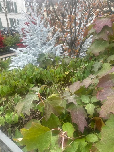 The image displays an outdoor scene in Saint-Germain-en-Laye, France, during what appears to be late autumn or early winter. The foreground is dominated by dense foliage, primarily large, lobed leaves of a plant resembling Oakleaf Hydrangea, exhibiting a range of green and reddish-purple hues. Partially visible at the bottom left is a dark, possibly metallic, railing. The midground features multiple artificial Christmas trees; a prominent, light-frosted white artificial tree stands centrally, with a smaller, red artificial tree positioned behind it. Interspersed with these are several deciduous trees with mostly bare branches, some retaining sparse, dried orange-brown leaves. In the background to the left, a light-colored building with multiple windows and green shutters is partially visible, in front of which a dark-colored vehicle is parked. The sky is overcast, indicating diffuse lighting. No individuals or dynamic actions are depicted.