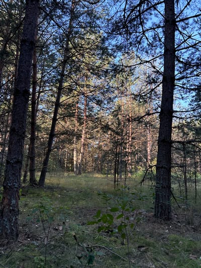 The image depicts a serene forest scene in the Трасцінскі сельскі Савет, Belarus. Tall pine trees dominate the foreground and middle ground, their dark, textured bark contrasting with the dappled sunlight filtering through their branches. The forest floor is covered in a carpet of green grass, moss, and fallen pine needles. In the background, more pine trees recede into a gentle slope, bathed in the warm glow of what appears to be late afternoon or early morning sun. The sky above is a clear, pale blue. There are no people or animals visible in the scene. The overall impression is one of natural tranquility.