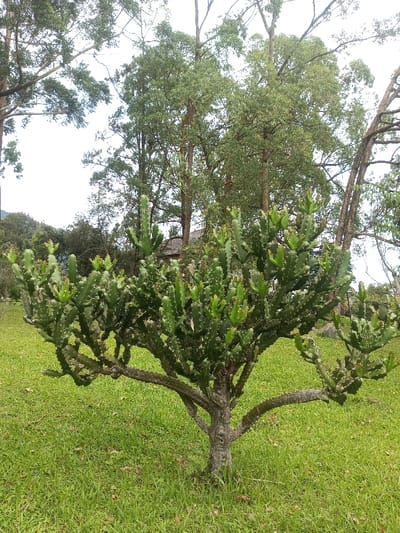 A green, thorny cactus-like tree dominates the foreground, standing on a grassy lawn. Tall, thin trees with green leaves rise in the background, partially obscuring a building with a brown roof. The sky is overcast. The lawn is green with some brown spots, suggesting it is well-maintained but not perfectly manicured. The tree in the foreground has multiple branches, giving it a bushy appearance.