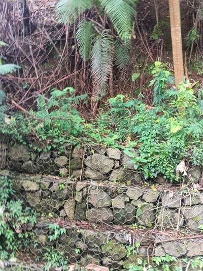 The scene depicts a vegetated hillside embankment stabilized by a tiered gabion retaining wall in Uato Carabar, Timor-Leste. The retaining wall, constructed from large, irregular stones contained within hexagonal wire mesh baskets, rises in at least three visible tiers. Moss and small green plants are growing on and within the wire mesh and between the stones. Above the wall, the slope is densely covered with various types of green vegetation, including numerous small-leafed plants, broader-leafed ferns with prominent fronds, and a thick tangle of dried, reddish-brown branches and woody debris. A light-brown tree trunk is visible vertically on the right side of the upper embankment. No human subjects, animals, or specific actions are depicted.