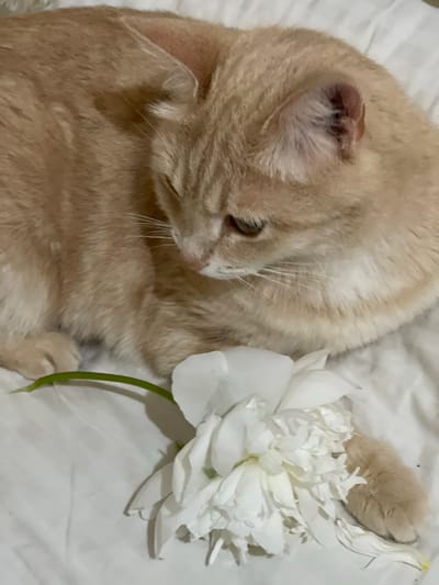 An orange tabby cat lies curled on a white, textured surface, possibly a bed or sofa. A single white peony with a green stem lies near the cat's body, partially in front of its paws. The cat's eyes are partially closed, and it appears to be resting. The background is uniformly white, with subtle shadows indicating folds in the material. The lighting is soft and diffused. The image does not provide any information that would allow for the determination of its location in the city of Коротиха, Russia.