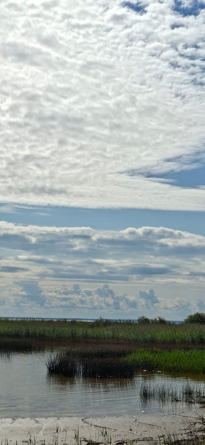 An outdoor, vertical, low-angle shot captures a marshy landscape under a cloudy sky. In the foreground, a body of water reflects the sky and the surrounding vegetation. The water is calm with small ripples. The bank of the water features sparse dry grass and some mud. Beyond the water, a dense patch of dark reeds stands in the middle ground, giving way to a line of vibrant green and dark marsh grasses further back, with scattered small trees. The horizon is marked by a distant body of water or land. The sky is filled with layered clouds, ranging from light and wispy to denser formations, with patches of blue sky visible between them. The image is taken in Valma, Estonia.