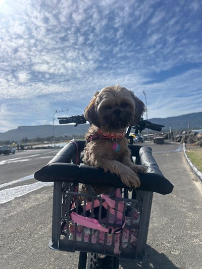 A small, tan and brown Shih Tzu dog wearing a floral-patterned collar is seated in a grey plastic milk crate attached to bicycle handlebars. The crate is lined with pink patterned fabric. The bicycle is parked on a paved surface, with a mountainous landscape and cloudy blue sky in the background. The focus is primarily on the dog and the bike basket.