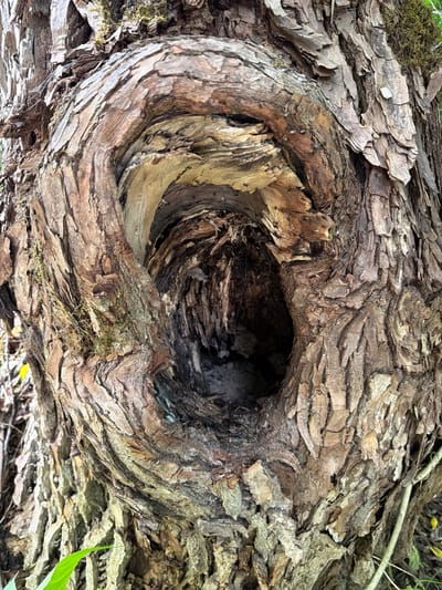 The image shows a close-up of a hollow in the bark of a tree, with rough, textured bark in shades of brown and gray. Some patches of moss are visible on the bark. The hollow is dark and appears to be deep, with a rough, organic texture inside. The background is blurred, but suggests an outdoor environment with some greenery. This photograph was taken in Upeslejas, Latvia.