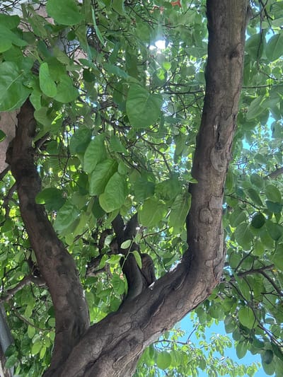 The image captures a close-up, upward view of a tree trunk and its lush green foliage, set against a bright blue sky. The tree has a thick, textured bark, with two main branches prominently featured in the foreground. The leaves are a vibrant green, some catching the sunlight which creates a dappled effect. The scene appears to be outdoors, likely during the day, with the sun shining through the branches. The context of Satovcha, Bulgaria is provided as the location of this scene.