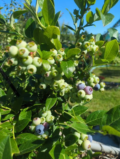 The image displays a close-up view of a blueberry bush laden with unripe, light green berries, interspersed with a few ripe, purplish-blue berries. The bush's branches are covered in vibrant green leaves, some of which are slightly wilted. The setting appears to be outdoors, with a clear blue sky visible in the upper left quadrant of the image and a blurred green background suggesting a garden or natural environment. The sunlight suggests it is daytime, likely a sunny day given the bright lighting and clear sky. The focus is entirely on the fruit and foliage of the blueberry bush, with no people or other objects prominently featured. The image captures a natural scene, emphasizing the growth and ripeness of the blueberries. There is no visible text in the image.