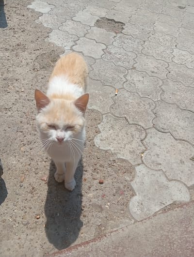 A light-colored cat with orange markings is standing on a paved surface in Edineț, Moldova. The cat is facing the camera with its eyes partially closed. The ground is a mixture of concrete pavers and gravel. There is a cigarette butt visible on the pavers. The sun is casting a shadow of the cat onto the ground. The environment appears to be outdoors, likely a street or public area.