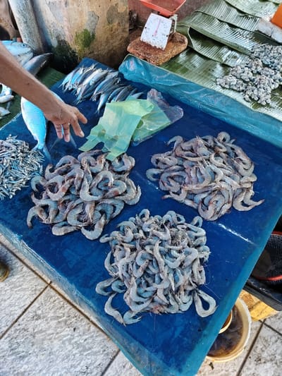 This image depicts an outdoor market stall in Tuha Gp Gajah, Indonesia, displaying various fresh seafood for sale. The primary surface is a dark blue tarp, laid over an unseen structure, with a tiled floor visible beneath.
**Subjects/Objects:**
* **Seafood:** The stall is dominated by three large piles of raw, head-on, shell-on shrimp, varying in size, predominantly light grey-blue in color, occupying the lower and right-center portions of the tarp. To the far left, a pile of smaller, silvery fish (resembling anchovies) is visible. Above these, a larger, light-blue fish with silver scales lies horizontally. Further back and to the left, a cluster of medium-sized, silvery-blue fish are arranged. In the upper right background, on a bed of green banana leaves, are several small, irregular grey masses, possibly small clams or other seafood.
* **Market Equipment:** A small, white mechanical weighing scale with a red top and a circular dial is positioned on a rough brown base in the upper right background, resting on green banana leaves. A crumpled, light green plastic bag is located near the center of the tarp.
* **Environment:** The stall is set against a textured, light-colored background (possibly a wall or pillar) on the left. Green banana leaves serve as an additional display surface in the upper right. The ground beneath the stall is composed of light-colored square tiles. A portion of a yellow bucket containing liquid is visible below the stall on the right.
**People/Actions:**
* A person's right forearm and hand, with medium skin tone, are visible on the far left, extending towards the display of fish and shrimp. The hand is open with fingers slightly spread, suggesting an action of reaching, pointing, or arranging.
**Overall Scene:**
The scene presents a close-up, high-angle view of a bustling market display, emphasizing fresh seafood items. Natural daylight illuminates the scene, creating soft shadows.