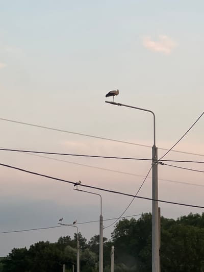 In Ihrovytsia, Ukraine, a street scene is depicted with a pastel sky. Three storks are perched on utility wires and a lamppost. One stork stands prominently on top of a lamppost. Below this, another stork is on a wire, and a third is on a wire further to the left. Dark green trees form a dense line along the bottom of the frame, partially obscuring the ground. Several utility wires crisscross the sky, casting subtle shadows. The overall atmosphere suggests an evening or early morning setting.