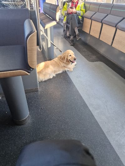 The scene depicts the interior of a public transport vehicle, likely a train or tram, operating within the Hofheim am Taunus area of Germany. A light golden retriever dog is lying calmly in the central aisle on a dark grey speckled floor, facing towards the upper right, with its mouth slightly open and tongue visible. A black leash extends from the dog's collar towards an adult passenger seated on the right side of the vehicle. This individual wears a yellow reflective safety jacket over a red garment and dark trousers, with dark shoes and light socks visible. The person is holding a small, dark object, possibly a mobile phone, with both hands and appears to be looking down at it.
The vehicle's interior features rows of dark grey upholstered seating. The seats on the left side of the aisle have light wood-toned armrest accents. The seats on the right, where the passenger is situated, feature light blue horizontal accent stripes and are supported by wood-toned panels beneath them. A grey cylindrical support pole is visible on the left. The floor transitions diagonally from a dark speckled grey in the foreground and left to a lighter grey section towards the right. Bright daylight illuminates the interior through windows visible behind the seating on the right. A dark, rounded object, possibly part of the photographer's attire, is partially visible in the bottom foreground.