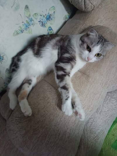 The image shows a tabby and white cat lying on a beige textured surface, likely a cushion or sofa. The cat is positioned on its side with its body elongated. Its head is turned towards the viewer, and its eyes are open and yellow. The cat has grey tabby markings on its back and head, with white fur on its chest, belly, and legs. Some of its legs are bent, and its paws are visible. Behind the cat, a wall with a patterned design featuring butterflies and floral elements can be seen. To the right of the cat, a green object is partially visible. The overall scene appears to be indoors, in a domestic setting. There is no indication of the city of Miasskoye, Russia within the image itself.