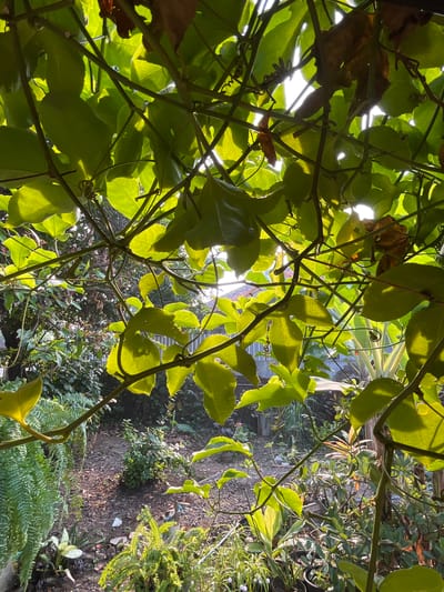 The image captures a close-up view of lush green leaves and vines, backlit by the sun, obscuring much of the background. Through gaps in the foliage, a garden scene is visible, featuring various plants, including ferns and smaller potted plants, arranged on the ground. The ground itself is covered with mulch and some scattered rocks. A pathway or open area in the garden is also discernible, with hints of structures like a fence or wall in the distance. The overall impression is one of a vibrant, sun-dappled garden, likely in a residential area of Karangkebagusan, Indonesia, characterized by dense vegetation and a natural, unmanicured aesthetic.