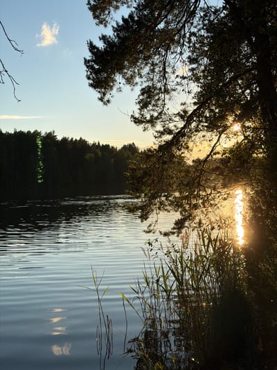The image depicts a serene lakeside scene at sunset, likely in the vicinity of Berezovo, Russia, given the context. A dense forest of dark green trees forms the backdrop along the far bank of the calm body of water. The sun, low on the horizon, casts a warm, golden glow, reflecting brilliantly on the rippling surface of the lake, creating a shimmering path of light. The foreground is characterized by the presence of tall, thin reeds and grasses growing along the water's edge, with some branches of a pine tree arching over the scene from the right, silhouetted against the bright sky. The sky itself is a soft blue, transitioning to warmer hues near the horizon, with a few wispy clouds. The overall atmosphere is tranquil and natural, emphasizing the beauty of the untouched landscape during the golden hour. No people or specific man-made structures are visible.