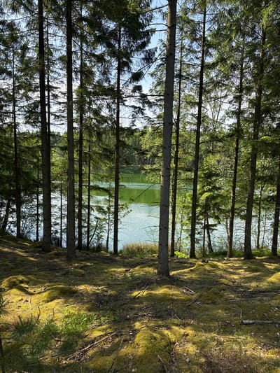 The image captures a serene natural landscape in Vessigebro, Sweden, featuring a dense coniferous forest situated along the edge of a calm body of water.
Tall, slender coniferous trees, likely spruces or pines, form a prominent vertical element across the left and center of the frame. Their dark, textured trunks rise upwards, while their branches, covered in green needles, stretch towards each other, creating a dense canopy through which patches of bright blue sky are visible.
Between the trunks, a tranquil lake or large pond extends into the background. Its surface is calm and slightly reflective, mirroring the sky and surrounding greenery, and the water itself appears to have a soft, muted green tint.
To the right of the tree line, the forest floor slopes gently downwards towards the water. It is carpeted with a thick, vibrant layer of bright green moss, which is illuminated by dappled sunlight filtering through the trees. Scattered across the mossy ground are fallen branches, exposed roots, and small green undergrowth, adding texture and natural detail. Distinct shadows are cast by the trees and irregularities in the moss, indicating the presence of direct sunlight.
The scene depicts a clear and sunny day, likely in the late morning or early afternoon, given the angle of the sunlight and the contrasting light and shadow. There are no people or visible activities taking place, contributing to the undisturbed and peaceful ambiance. No text is visible in the image. The overall impression is one of quiet wilderness and natural beauty.