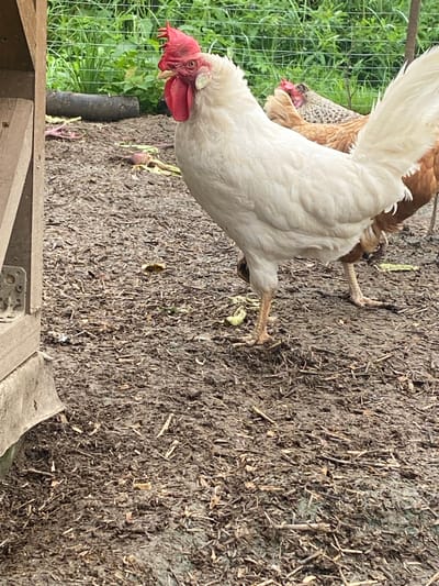 A close-up, eye-level, outdoor shot shows a white rooster standing on muddy ground, littered with straw and organic debris. The rooster's bright red comb and wattle are prominent. Behind the rooster, other chickens, one brown and one speckled, are visible. In the background, a green metal fence runs horizontally. To the left, a wooden structure with visible metal fixtures occupies the foreground. The scene depicts a rural setting in Нарынка, Russia, likely a chicken coop or yard.