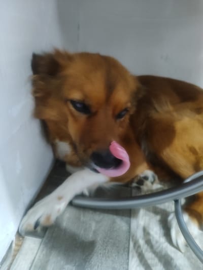 A medium shot captures a brown dog with its tongue sticking out, curled up on a light-colored blanket. The dog is lying on its side, with its head resting on its paw. The background is an out-of-focus, white, cornered wall. A metallic gray object, possibly part of a cage or furniture, is visible in the foreground, partially obscuring the dog's body. The overall lighting is dim, creating a subdued atmosphere. The location is specified as Ust-Kuda, Russia.
