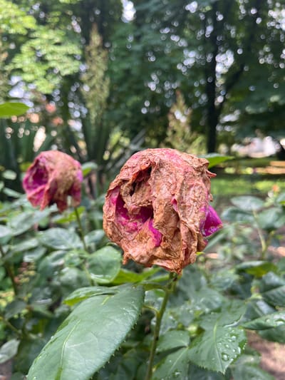 This image, captured in Tsarev Brod, Bulgaria, displays a close-up view of two withered rose blossoms within a garden environment. The prominent rose in the right foreground is severely dried, with its petals largely shriveled to a brown and tan color, while remnants of deep pink are visible in its interior folds. To the left, a second, out-of-focus rose exhibits a similar state of decay. Below these blooms, several green rose leaves are present in the foreground and mid-ground, some featuring small water droplets on their surfaces. The background consists of extensively blurred green foliage and tree trunks, characterized by distinct circular bokeh highlights, indicating a shallow depth of field. No individuals, animals, or artificial structures are discernible in the scene.