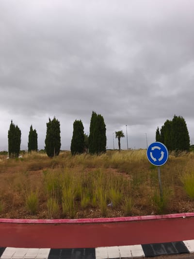 The image displays an outdoor landscape in Nàquera / Náquera, Spain, under an overcast, grey sky. The scene is dominated by natural elements and road infrastructure.
In the foreground, a vivid red paved path, likely a bicycle lane or pedestrian walkway, runs horizontally across the bottom. It is bordered by a distinct bright pink curb. Below the red path, a black and white striped curb separates it from what appears to be a road or ground surface.
The midground features a large, slightly elevated area covered in diverse grasses, some appearing dry and golden, while others are greener. Several tall, columnar evergreen trees, possibly cypress trees, are distributed across this section, their dark green foliage contrasting with the lighter grasses. A single palm tree stands near the center-right, taller than most of the surrounding trees. A prominent blue circular road sign, depicting three white arrows forming a counter-clockwise loop, is positioned in the mid-right, indicating a roundabout or circular traffic flow.
The background is filled with a uniform expanse of grey clouds, suggesting a completely overcast day. In the distance, faint outlines of what might be hills or distant buildings are discernible beneath the heavy sky. A few tall, slender poles, possibly streetlights, are visible among the trees.
No people are present in the image, and no specific activity is taking place. The weather appears cloudy, and the time of day is daytime, though the lack of direct sunlight makes it difficult to specify further. There is no visible text, only the symbolic arrows on the road sign.
