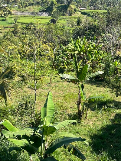 This is an aerial, high-angle, medium shot of a lush green landscape. The foreground features several large banana plants with broad, vibrant green leaves. Behind them, the terrain slopes upwards, revealing a terraced rice paddy with bright green rice shoots, separated by stone walls. A small, dark wooden hut is visible on one of the terraces. Further in the background, a dense canopy of various trees, including palm trees, creates a rich green texture. The scene is bathed in bright sunlight, casting shadows across the grass and foliage. This appears to be a rural setting, likely in Tetebatu, Indonesia, given the characteristic terraced rice fields and tropical vegetation. There are no people or animals visible in the frame.