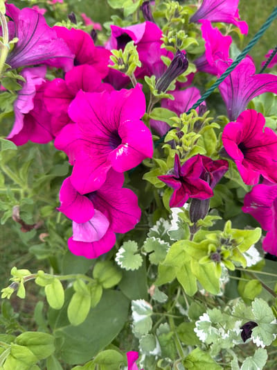 This image depicts a close-up view of multiple vibrant magenta-fuchsia Petunia flowers and their associated foliage, situated within a horticultural display or planter in Basildon, United Kingdom. The scene is dominated by multiple Petunia blooms in various stages of development. Several flowers are fully open, displaying a trumpet shape with pronounced dark purple venation extending from a darker central throat across the bright magenta petals. Small white specks are visible on some of the petals of the open flowers. Numerous dark purple, elongated flower buds are present, some tightly furled, while others are partially open, revealing a distinct star-shaped form. One partially opened flower shows a lighter, almost lavender-pink hue on its inner petal surfaces. The plant's foliage consists of light to medium green, somewhat fuzzy leaves. Interspersed among the Petunias is variegated groundcover foliage characterized by scalloped leaves with green centers and distinct white margins. A dark green, twisted or braided wire runs diagonally across the upper-right and central portions of the frame, suggesting a support or hanging mechanism for the plants. The background consists of out-of-focus green elements, consistent with grass or distant foliage. No human subjects or discernible actions are present within the frame.