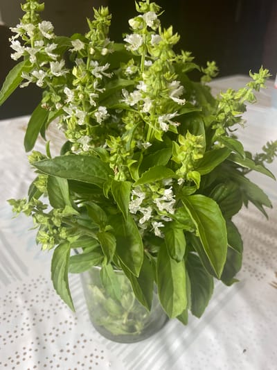 A close-up, slightly overhead shot features a clear glass jar filled with water, holding a bouquet of fresh green basil. The basil plant is in bloom, with numerous small, delicate white flowers clustered on tall spikes. The leaves are a vibrant green, some broad and ovate, others smaller and more pointed, with visible veins. The stems are also green and appear sturdy. The jar is placed on a white tablecloth with a subtle patterned texture of small dots and thin lines. The background is dark and out of focus, suggesting an indoor setting. The lighting appears to be artificial, creating soft shadows. No people or specific locations in Punta Ala, Italy are identifiable.