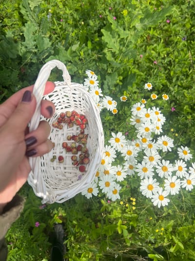 In a meadow abundant with daisies and greenery, a person's hand, with dark nail polish, holds a small, white, woven basket filled with wild strawberries. The strawberries vary in color from green to red. The basket is positioned in the foreground, with the hand and a portion of an arm visible. The background consists of a dense field of grass and wildflowers, with larger oak leaves also present. The location is identified as Novokatayevo, Russia.