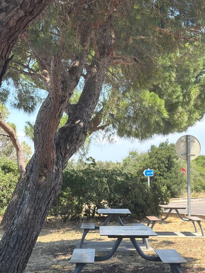 The image depicts an outdoor picnic area under a large pine tree in Tavel, France. The foreground features a series of metal picnic tables with wooden slats. The tree's thick, textured trunk dominates the left side of the frame, with its branches and green pine needles extending overhead, casting shadows on the dry, patchy ground. In the background, dense green foliage forms a natural backdrop. A blue road sign with white lettering reading "vers A9" (towards A9) is visible, accompanied by a circular sign on a metal pole. The environment suggests a sunny day in a rural or park-like setting. There are no people present in the image.