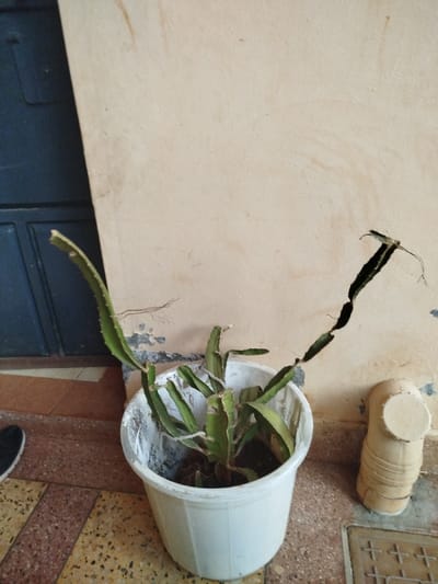 A dragon fruit plant in a white plastic pot sits on a tiled floor next to a beige concrete wall. The plant has several green segments and one that is dark and withering. A short cylindrical object with a white disc-shaped top rests next to the pot on the right. A blue door and a section of wall form the backdrop. The pot seems to be marked with dirt.