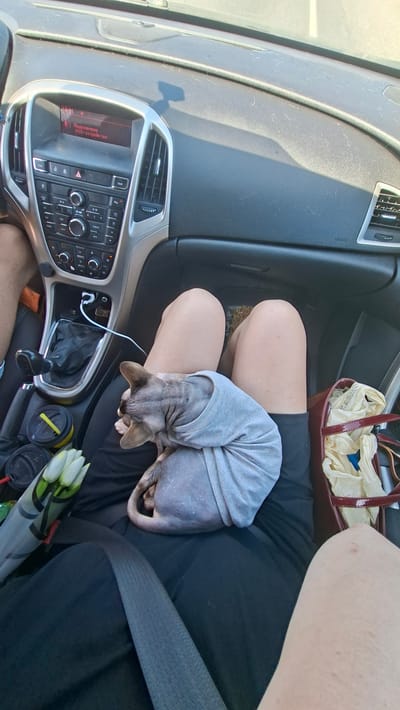 The image depicts the interior of a car. In the foreground, a hairless cat, likely a Sphynx, is curled up and sleeping on the lap of a person whose legs are visible. The cat is wearing a light gray t-shirt. Next to the cat are two disposable coffee cups, one with a yellow lid, and a bouquet of white flowers wrapped in plastic. To the right of the cat, a portion of a dark red handbag is visible, containing a white plastic bag and other items. The car's interior features a gear shift, dashboard with radio and air vents, and a charging cable plugged into the dashboard. The scene suggests the person and the cat are traveling by car, possibly in or near Асіпавіцкі сельскі Савет, Belarus, based on the provided location context. The overall lighting indicates it is daytime.