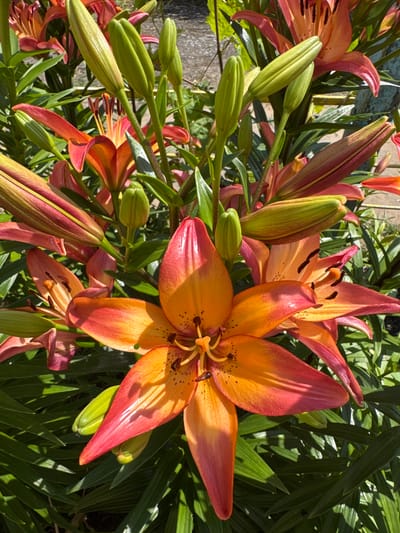A close-up, eye-level, vertical shot captures a cluster of blooming lilies and their buds against a backdrop of dark green foliage. The foreground is dominated by a large, fully open lily with six pointed petals. The petals transition from a bright orange at the center to a deep pinkish-red at the tips, with visible dark brown speckles on the inner surfaces. The lily's stamen, tipped with brown anthers, are also prominent. Several unopened lily buds, elongated and pale green with reddish tips, are interspersed throughout the frame. The surrounding leaves are long, lance-shaped, and a deep, saturated green, creating a dense visual texture. The lighting suggests it is daytime, with shadows cast across the foliage. The scene is likely outdoors, given the natural lighting and plant life. While the specific location is not identifiable within the image itself, the prompt specifies it is in the Yaremitski Sel'ski Sovet, Belarus.