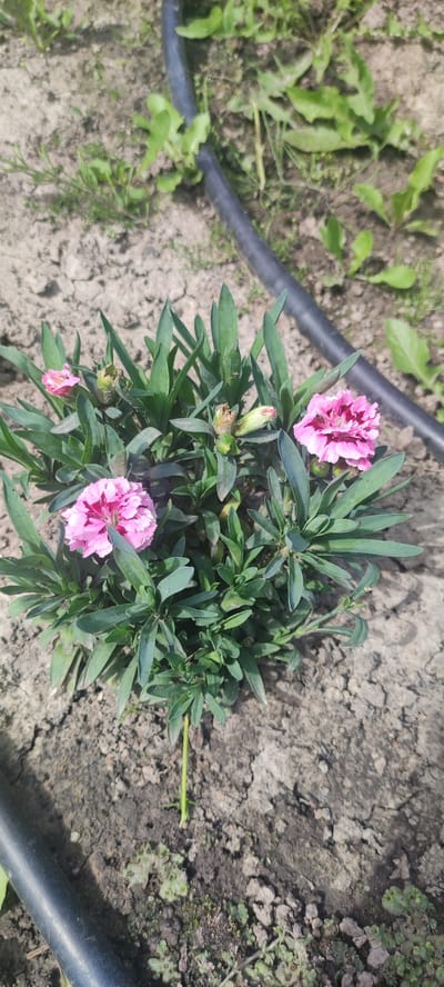 In Filippovskoe, Russia, a low-angle shot captures a flowering plant with pink and white petals set against dry, cracked soil. The plant, positioned in the center of the frame, is a cluster of green, lance-shaped leaves with three visible blossoms and several closed buds. Two of the flowers are in full bloom, showcasing their serrated petals with dark pink centers. A black irrigation hose snakes across the lower left and upper right corners of the image, partially obscuring the surrounding sparse vegetation and patches of moss on the ground. The overall scene suggests an outdoor garden or natural setting.