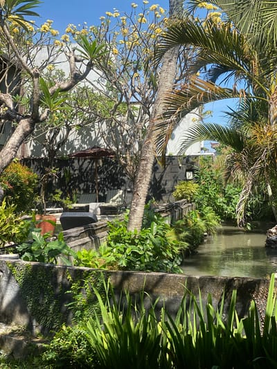 The image depicts a lush, tropical garden scene with a small canal running through it, likely a part of the grounds of a resort or private residence in Denpasar Barat, Indonesia. The canal is bordered by concrete walls, some of which are covered in climbing plants. The water in the canal is murky and reflects the surrounding greenery and the bright blue sky.
On the left side of the canal, a variety of plants are visible, including large-leafed tropical foliage, and what appear to be potted plants. In the background, a modern building with a gray facade is partially visible, with trees casting shadows on its walls. A patio umbrella and lounge chairs are arranged under the trees, suggesting a relaxing outdoor space.
The foreground is dominated by a concrete wall adorned with a dense covering of small, heart-shaped green leaves. Tall, blade-like green plants grow in front of this wall, casting long shadows.
Several trees are prominent in the scene. A plumeria tree, identifiable by its yellow flowers and branches, is visible in the center-left of the frame. To the right, palm fronds arch over the scene, adding to the tropical ambiance. The overall impression is one of a well-maintained outdoor space designed for relaxation and enjoyment of nature. There are no people visible in the image.