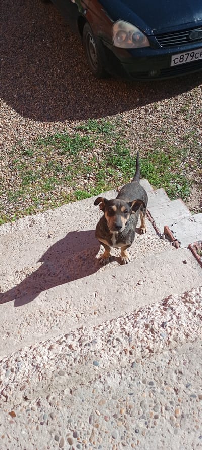 A short-haired, brown and black dog with tan markings on its face and chest stands on concrete stairs outside. The dog is looking directly at the camera. The stairs are rough and textured, with visible pebbles embedded in the concrete. To the left of the stairs, there is a shadow cast by the dog and potentially another object not fully visible. The background consists of gravel and sparse green grass. In the upper right corner of the image, the front of a dark-colored car is visible, with a license plate that reads "C879CH". The scene appears to be outdoors, likely in a residential or industrial area given the gravel and car. The lighting suggests it is daytime, with a strong light source casting distinct shadows. The location is identified as Tbilisskaya, Russia.