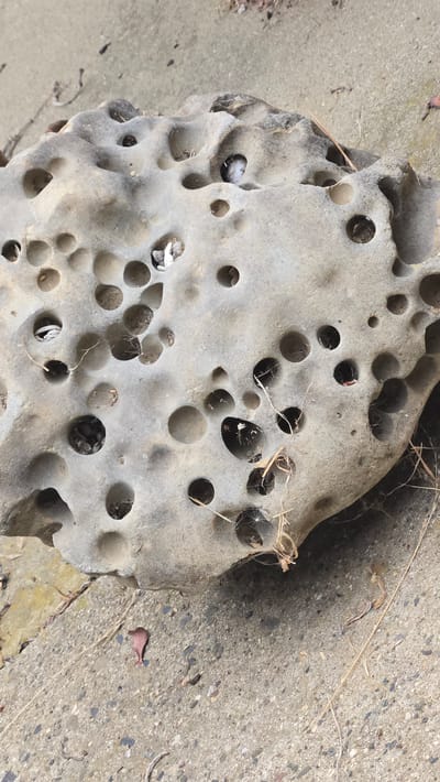 This media file displays a close-up, overhead view of a porous, light-colored rock formation resting on a concrete surface. The rock is riddled with numerous circular holes of varying sizes, some of which are dark and appear to be filled with shadows or debris. Small, dried plant matter, possibly grass or straw, is scattered across the rock and the surrounding concrete. The concrete surface itself is speckled with small stones and appears to be outdoors. The lighting suggests it is daytime, with shadows cast by the rock and the surrounding environment indicating the sun's position. There is no activity or event taking place; the scene is static, focusing on the textures and details of the rock and its setting. The location is identified as Lompoc, United States of America. No text is visible in the image.