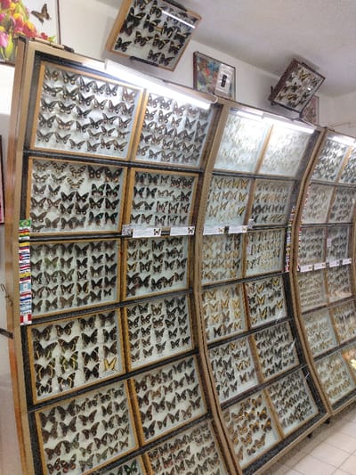 This image presents an interior view of an entomological exhibit, identified as being within the Museo de Ciencias Naturales Padre Eugenio Morell in San Miguel, Argentina. The scene is dominated by a series of large, upright display cabinets crafted from wood with glass fronts, which exhibit a slight concave curvature. These cabinets line a light-colored wall and are subdivided into numerous rectangular compartments. Each compartment contains dozens of meticulously preserved and pinned butterflies and moths, arranged in ordered rows. The insects display a wide range of sizes, species, and colorations, with patterns featuring dark browns, blacks, greens, yellows, and oranges. Horizontal fluorescent tube lights are installed above sections of the display cases, illuminating the exhibits. Small white labels are visible beneath various insect specimens, likely providing identification details. A vertical banner displaying multiple national flags from Latin American countries, including Brazil, Ecuador, Peru, Cuba, Guatemala, Chile, Bolivia, Argentina, Paraguay, Uruguay, and Mexico, is affixed to the leftmost cabinet, indicating the collection's geographic scope. Additionally, QR codes are present on some display labels. Further framed items, including smaller butterfly displays and a botanical print, are mounted on the upper portion of the wall. The floor is light-colored. No individuals are present in the depicted scene.